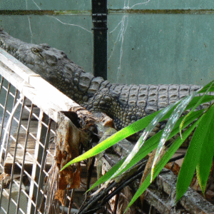 Döms för häleri och djurplågeri