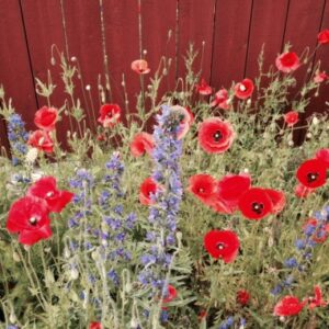 Glad sommar önskar Byggvärlden!