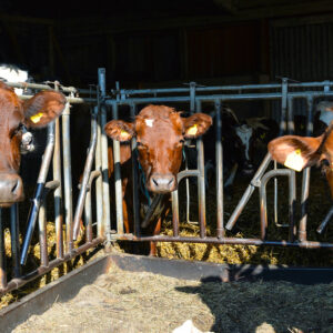 Bygginvesteringar i fokus för lantbrukarna