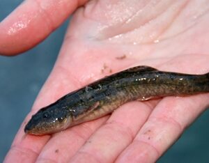 Bygger väg åt sällsynt fisk