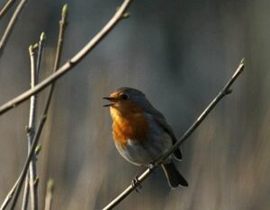 Sång ska dämpa buller