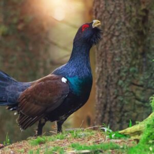 Tjädrar sätter stopp för vindkraftspark