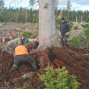 Flera granar byggs ihop till en