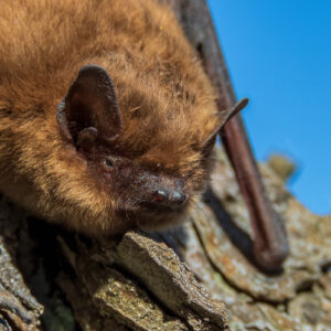 Fladdermöss sätter stopp för 200 nya bostäder